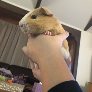 Meet your Posher, Marley